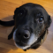 WebPoweredLab Forums